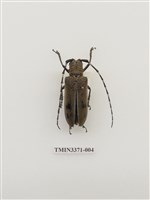 藏品(桑天牛)的圖片